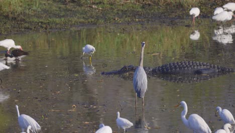 garzas, garzas y cocodrilos comiendo y descansando en el hábitat de los humedales de florida