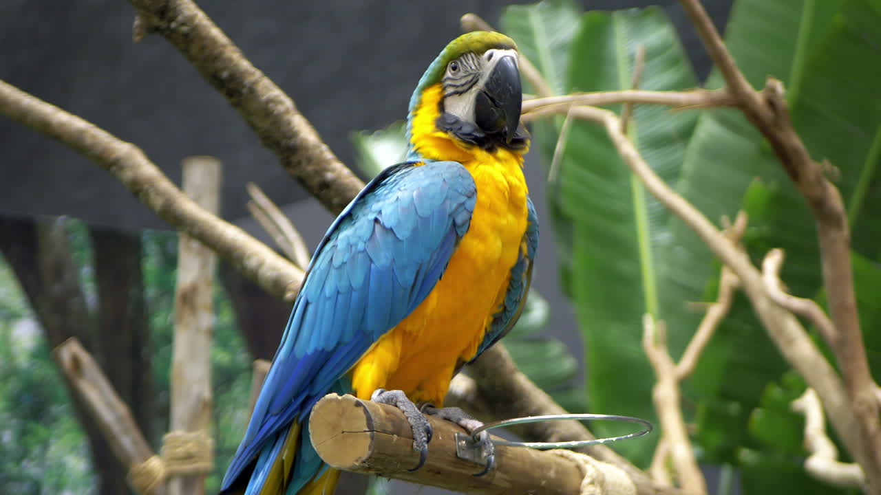 un guacamayo azul y dorado está posado en una pequeña rama, expuesto en un banco dentro de un zoológico en bangkok, tailandia
