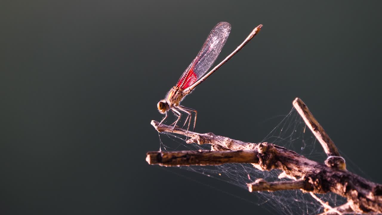 잠자리 매크로가 슬로우 모션으로 입을 움츠리면서 촬영했습니다.