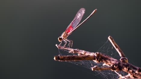 foto macro de libélula mientras mueve su boca en cámara lenta