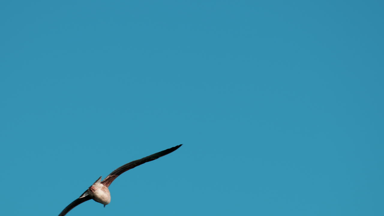 Close up of a seagull gliding through the air against a clear blue sky
