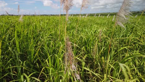 una toma cercana de una plantación de caña de azúcar moviéndose en el viento con un fondo de cielo azul y nubes blancas