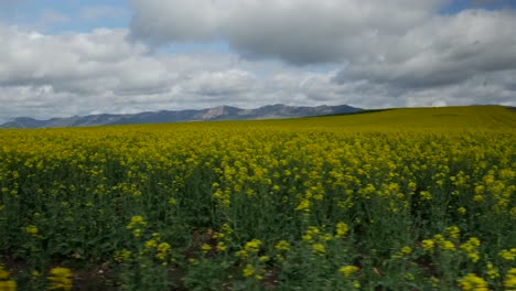 lateralmente a la derecha de un campo de canola con montañas y la parte inferior del clip y con un cielo nublado azul
