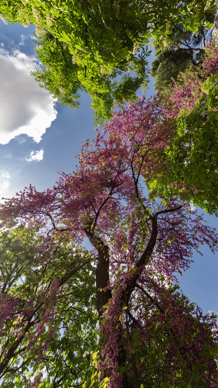 trees in spring blossom in a park in madrid in vertical