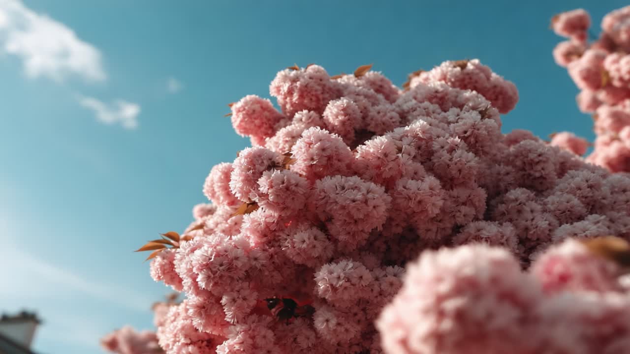 A Stunning Display of Lush Pink Blossoms Against a Clear Blue Sky, Capturing the Beauty and Serenity of Nature's Floral Wonders