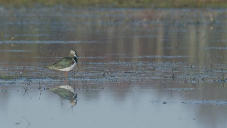 Lapwing-feeding-with-foot-movement-rattling-in-flooded-meadow-in-early-spring