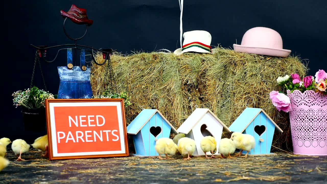 위에,  위에는 작은, 오리 새끼들이 고 있습니다. 배경에는 더미, 색의 작은 새집이 있습니다. 문구가 새겨진 접시, 우리는 부모가 필요합니다.