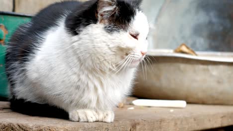 old black and white cat sitting thinks