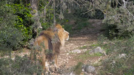 Foto-De-Seguimiento-De-Un-León-Caminando-Por-Un-Sendero-Rocoso