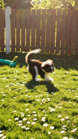 puppy playing in a garden