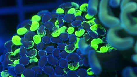 Macro shot of Euphyllia paraancora under actinic lighting, with glowing neon green and blue polyps, showing soft polyp texture and smooth movement in reef aquarium