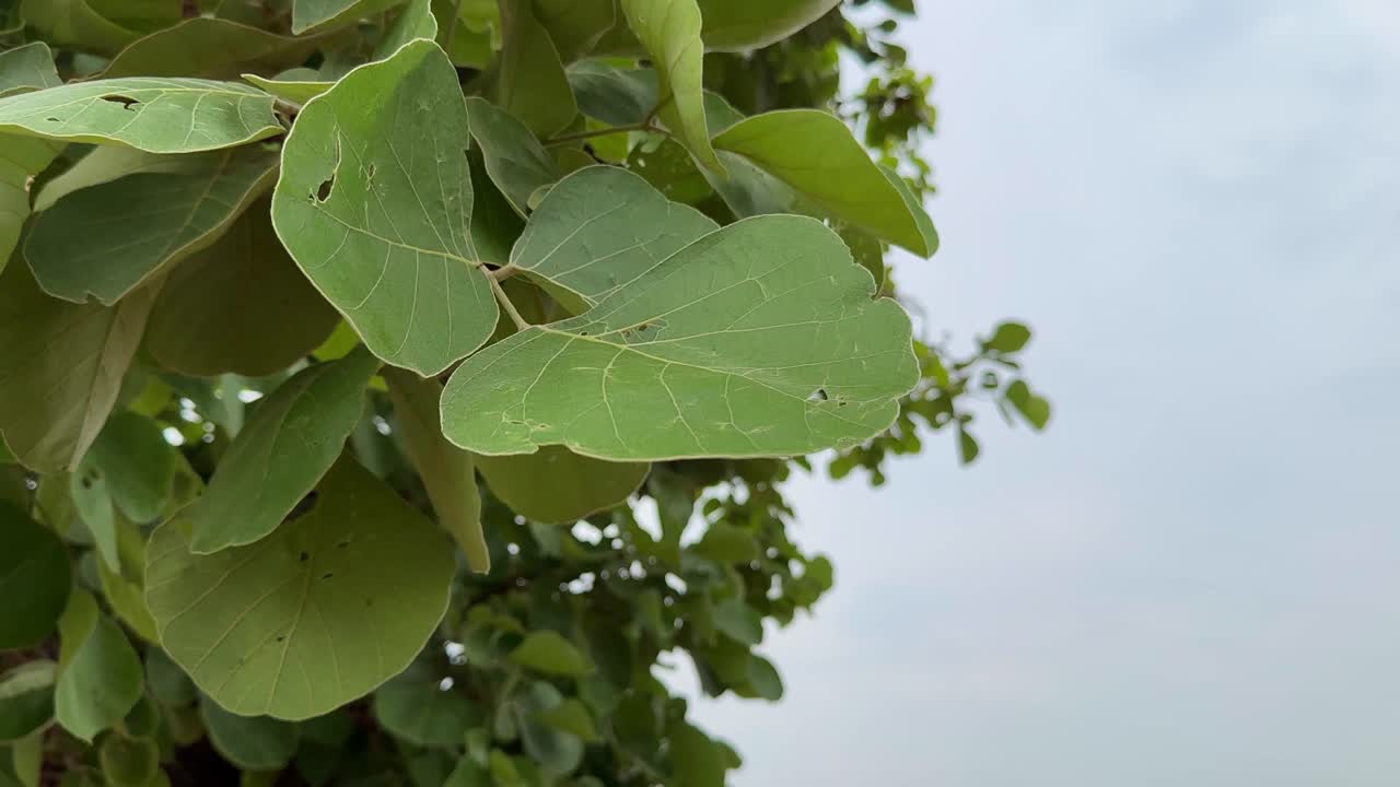 close-up shot of palash (butea monosperma) leaves which are three leaflets per leaf, typically arranged in a trifoliate pattern