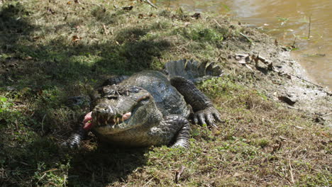 Caiman-eating-in-captivity-French-Guiana-close-up