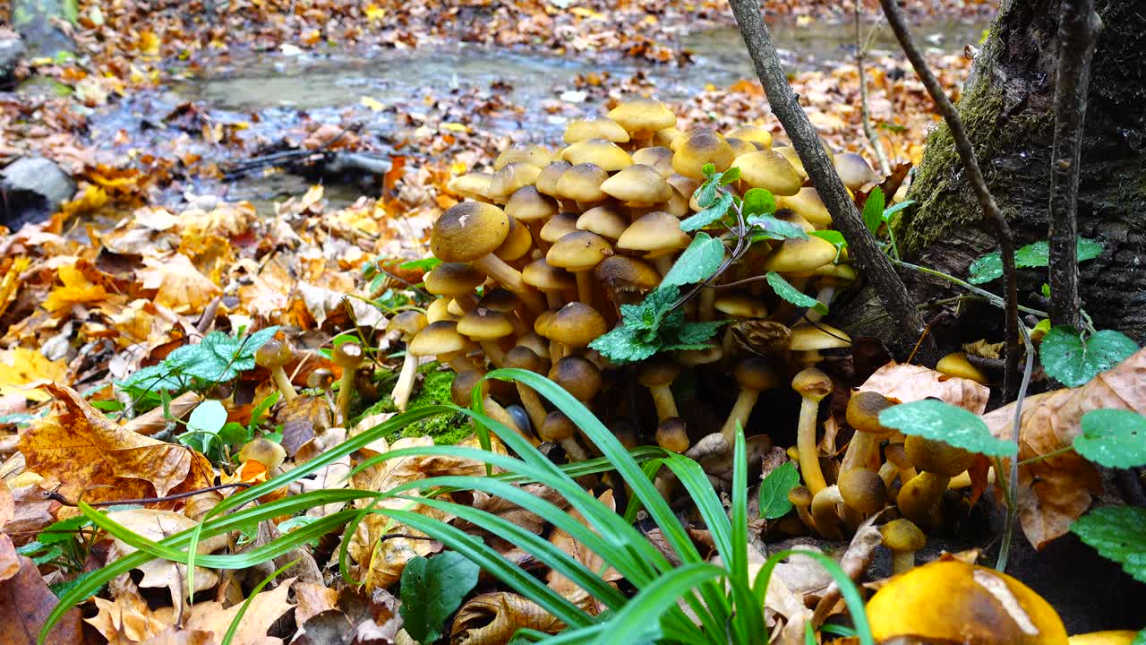Funghi chiodini nel bosco autunnale.