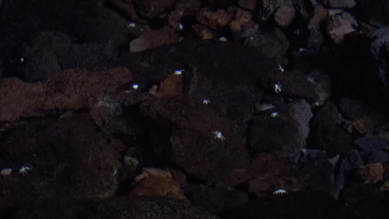 Munidopsis polymorpha, aka blind albino cave crab or Jameito, floating in the dark cave water of the Jameos del Agua volcanic tube in Lanzarote
