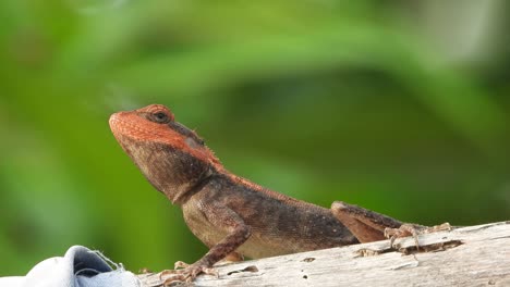 lizard in tree waiting for food