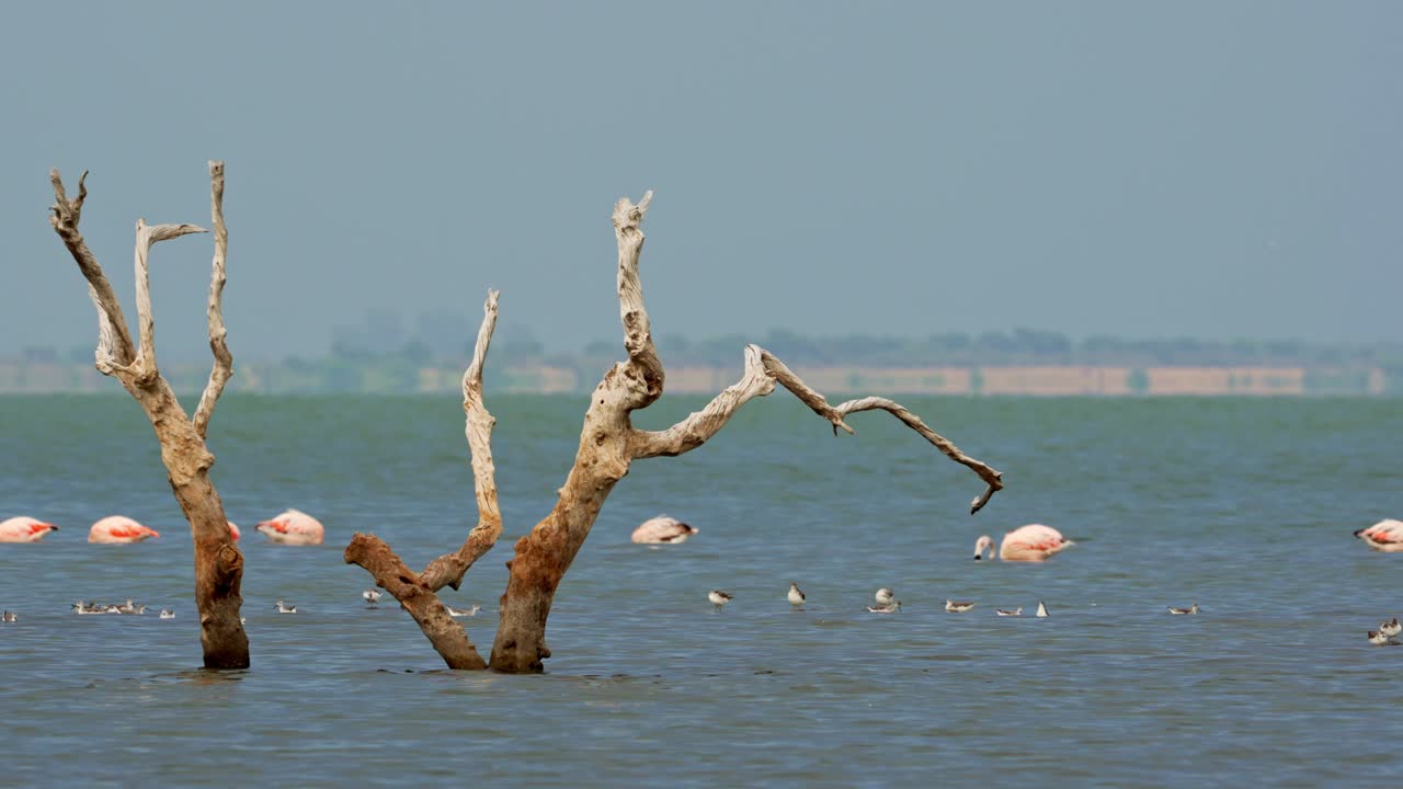 árbol muerto emergiendo en un lago salado con flamencos de alimentación