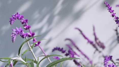 Primer-Plano-De-Tallos-De-Lavanda,-Balanceándose-Al-Aire-Libre.-Fondo-Blanco