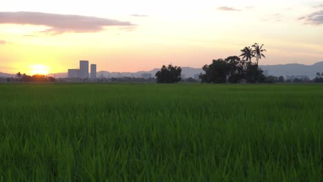 Campo-De-Arroz-Verde-Con-árboles-De-Fondo-Por-La-Noche