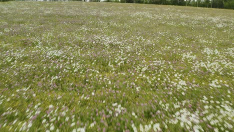 gliding reveal shot over wildflowers in meadow aerial