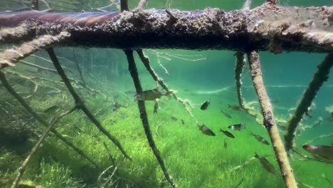 common roaches (rutilus rutilus) swimming between the branches of sunken tree in freshwater a lake in estonia