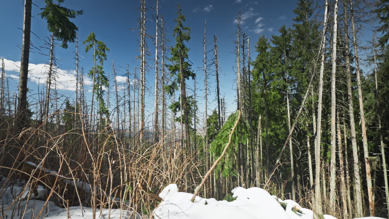 Snow covered forest path with sunlight filtering through tall evergreen trees, dead and open canopy branches and trunks in distance