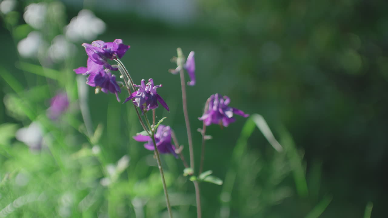 disparo de cerca de lirios violetas que crecen en un jardín