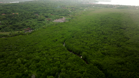 Exuberante-Selva-Tropical-Indonesia,-Punto-De-Manglar,-Nusa-Lembongan