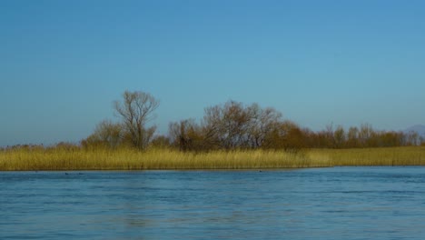 Peaceful-landscape-with-river-streaming-and-wild-ducks-swim-near-dry-golden-reeds-on-bright-blue-sky-background