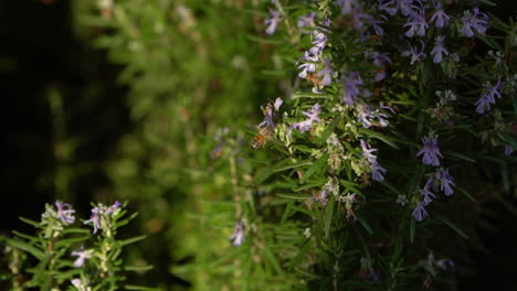 bee collecting pollen from a rosemary flower