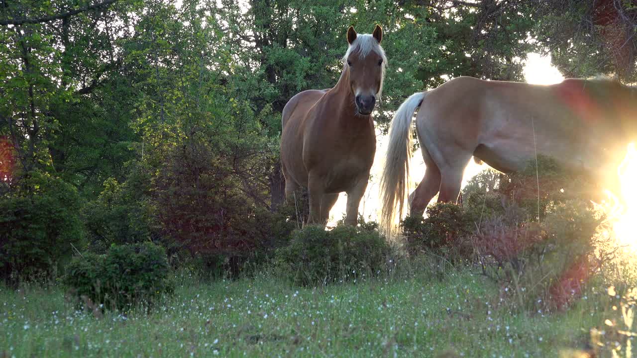 Wild horses in the forest at sundown