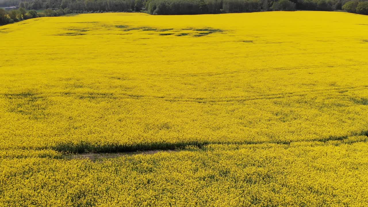 黄色のキャノーラ農場
