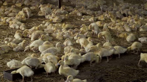 Ducklings at poultry farm