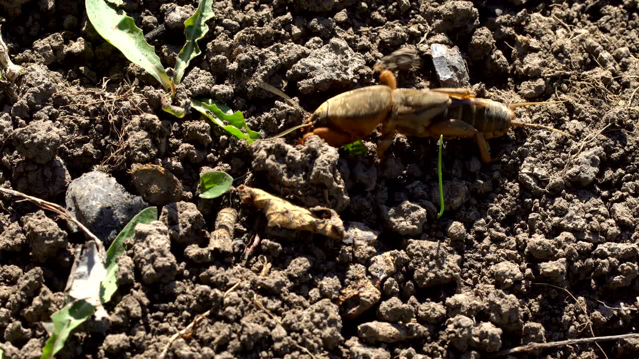 그릴로탈파 메드베드카는 기어다니고 있습니다.