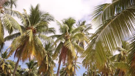 tall palm trees sway gently in the tropical breeze under a bright sky