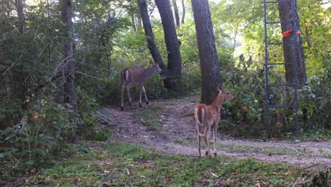 Weißwedelhirschkuh-Und-Ihr-Kitz-Gehen-Vorsichtig-Auf-Einem-Atv-Pfad-Durch-Den-Wald-In-Der-Nähe-Eines-Hirschstandes,-Im-Frühherbst-In-Illinois