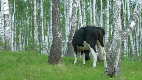 cow in a birch forest