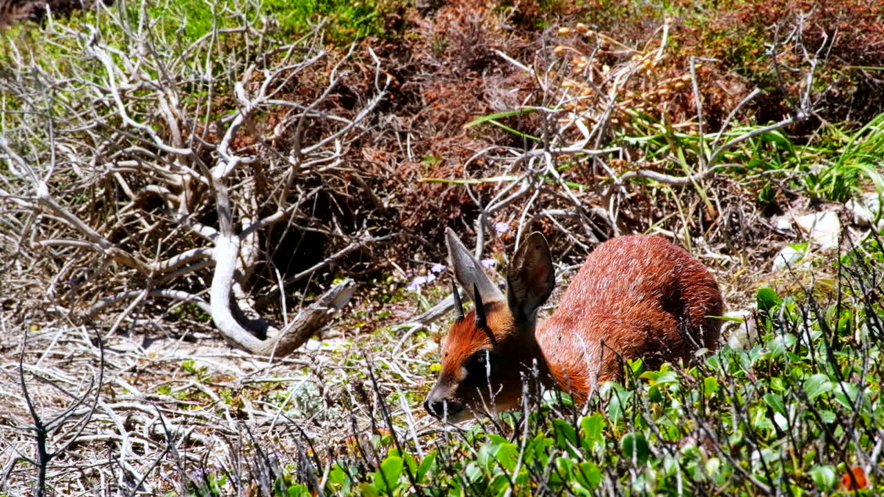 케이프 그리스보크 라피세루스 멜라노티스 (cape grysbok raphicerus melanotis) 가 해안 관목 지대에서 먹이를  ⁇ 는 모습