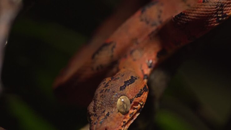 Tilt Down shot of a green tree boa young one in its brilliant orange colour