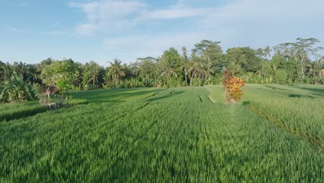 drone shot panning low over rice paddies in ubud bali indonesia at sunrise