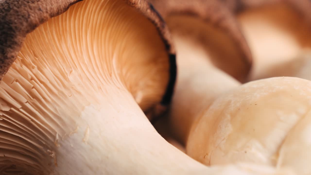 primer plano de setas de ostras