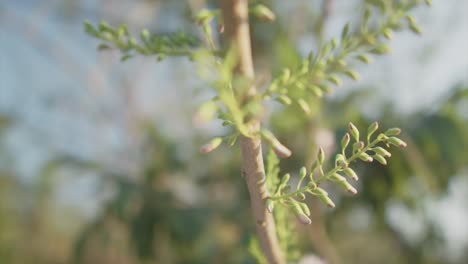 Slow-motion-ascending-handheld-shot-of-a-branch-on-which-green-plants-grow-in-the-background-trees-from-nature-during-a-summer-day