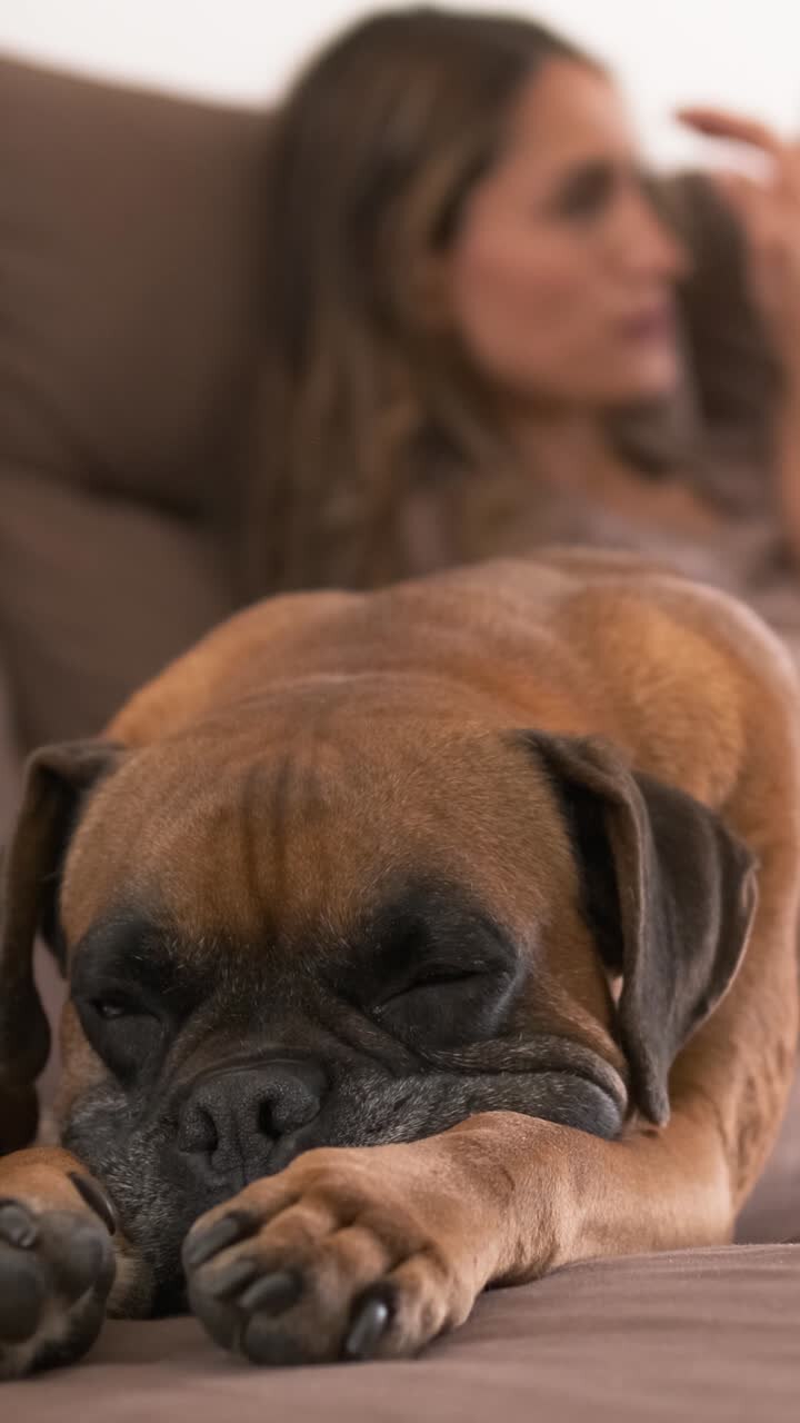 Boxer dog relaxing by mother and girl watching TV at home