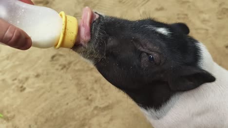 baby pig drinking milk from a bottle