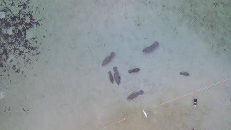 descenso aéreo de arriba hacia abajo de manatíes adultos y crías en la primavera natural de florida