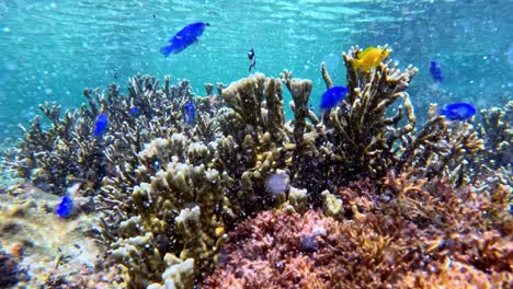a school of colorful fishes around coral reef. underwater