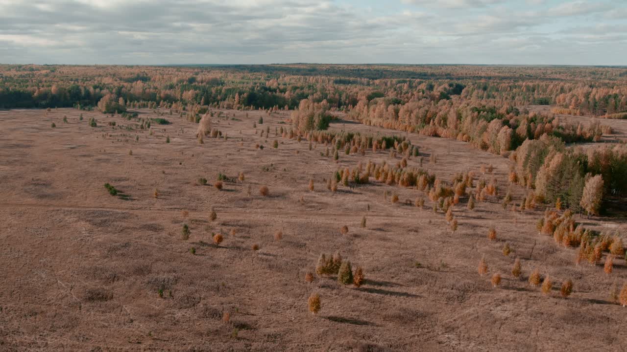Vue aérienne large d'une vaste taïga automnale avec des arbres clairsemés et un terrain marécageux sous un ciel nuageux dans la région des montagnes de l'Oural, en Russie, paysage de nature sauvage.