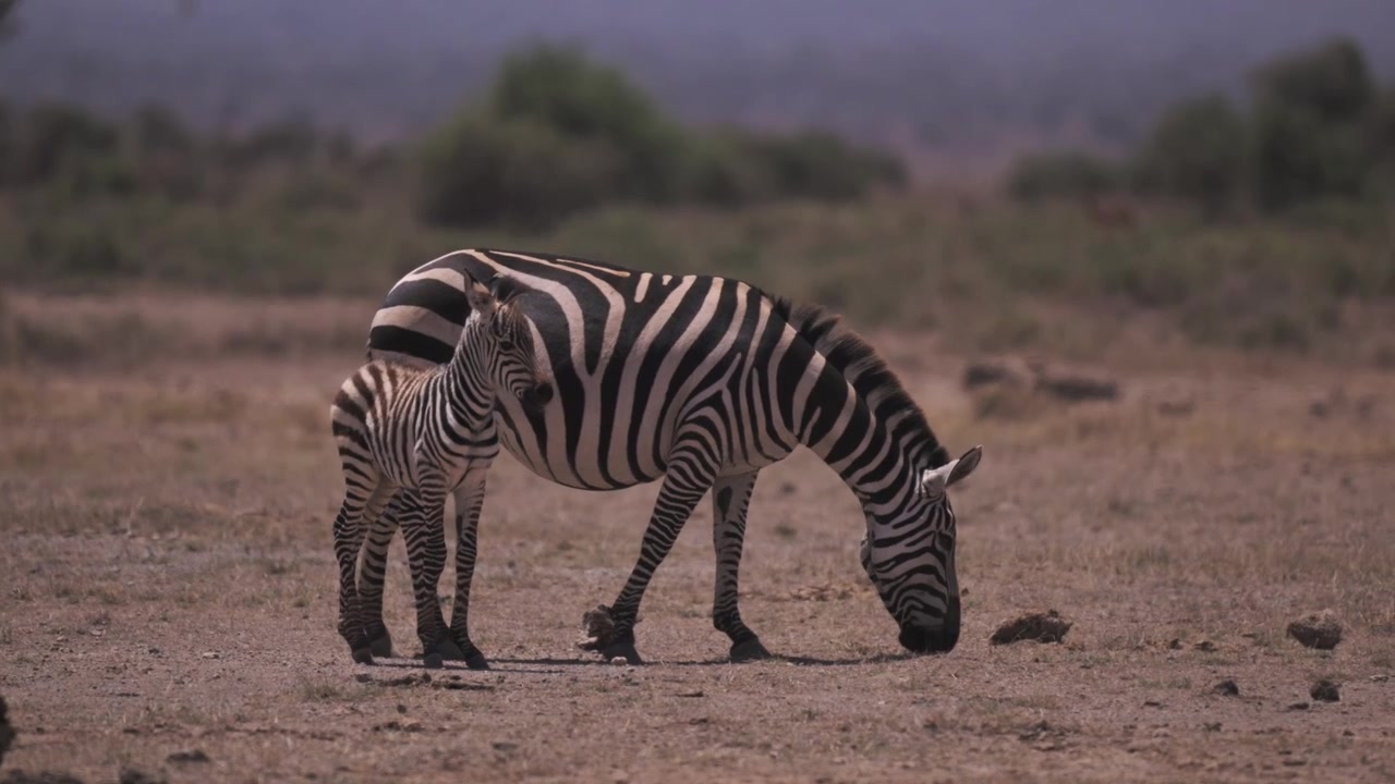 Piccolo cucciolo di zebra appena nato e sua madre durante la siccità nella stagione secca nel Parco Nazionale di Amboseli, in un safari nella fauna selvatica africana, in un paesaggio polveroso del Kenya, Africa.