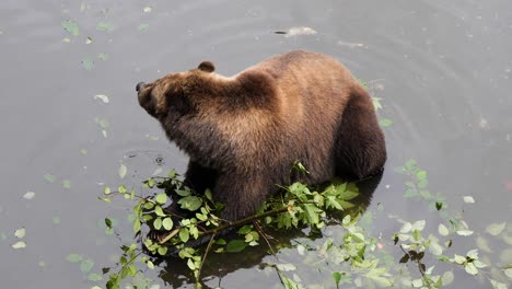 female brown bear chewing a branch. alaska