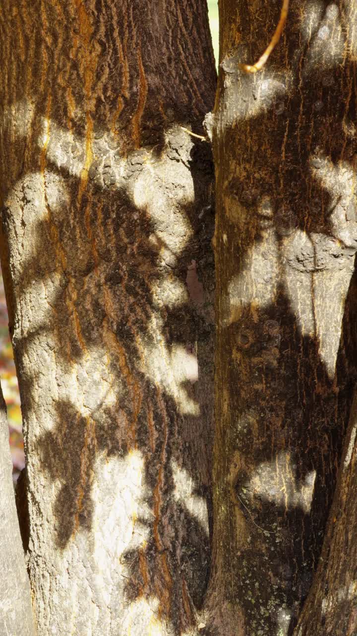 The silhouette of leaves on the trunk of a tree